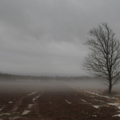 Foggy field, Woodville, Nova Scotia - Steven Kennard 2012
