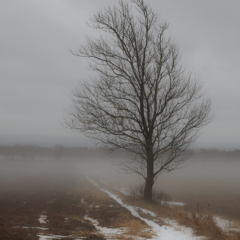 Tree in field, Woodville, Nova Scotia - Steven Kennard 2012