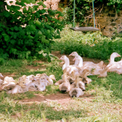 Geese and young ducks resting in the shade by the house, Laubrec