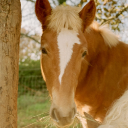 Friston, Haflinger colt, 1995 approximately, Dordogne, France