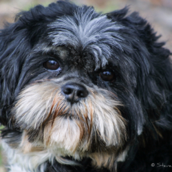 Melanie the Dog