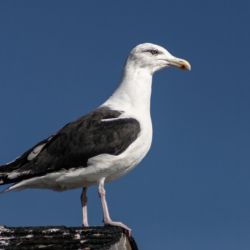 Jonathan Livingston – Steven Kennard