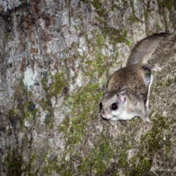 Northern Flying Squirrel Preparing for Takeoff