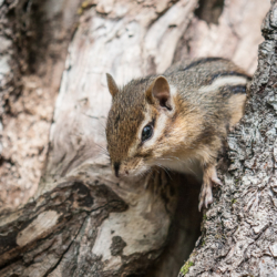 Chipmunk