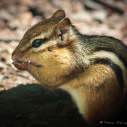 Praying Chipmunk