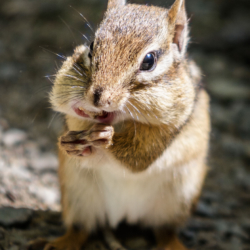 Mouthful