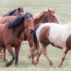 Wild Horses 1 - Steven Kennard 2012