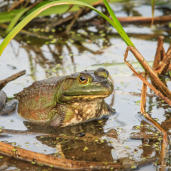 McFrog