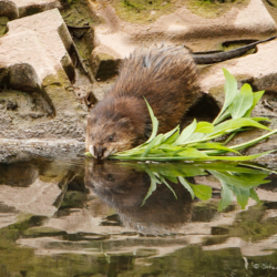 Muskrat collecting nesting materials