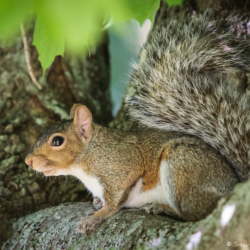 Big elusive squirrel
