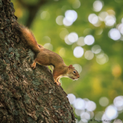Did Someone Say it’s Squirrel Saturday Again?