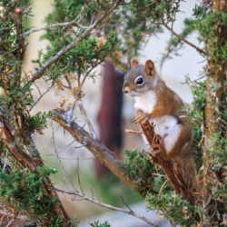 Red Squirrel on Ataxus bush – Steven Kennard 2013