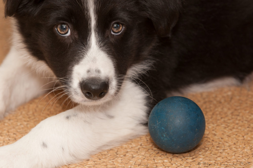 Joni and her blue ball - Steven Kennard 2014