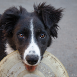 Joni and the Frisbee – Steven Kennard 2014