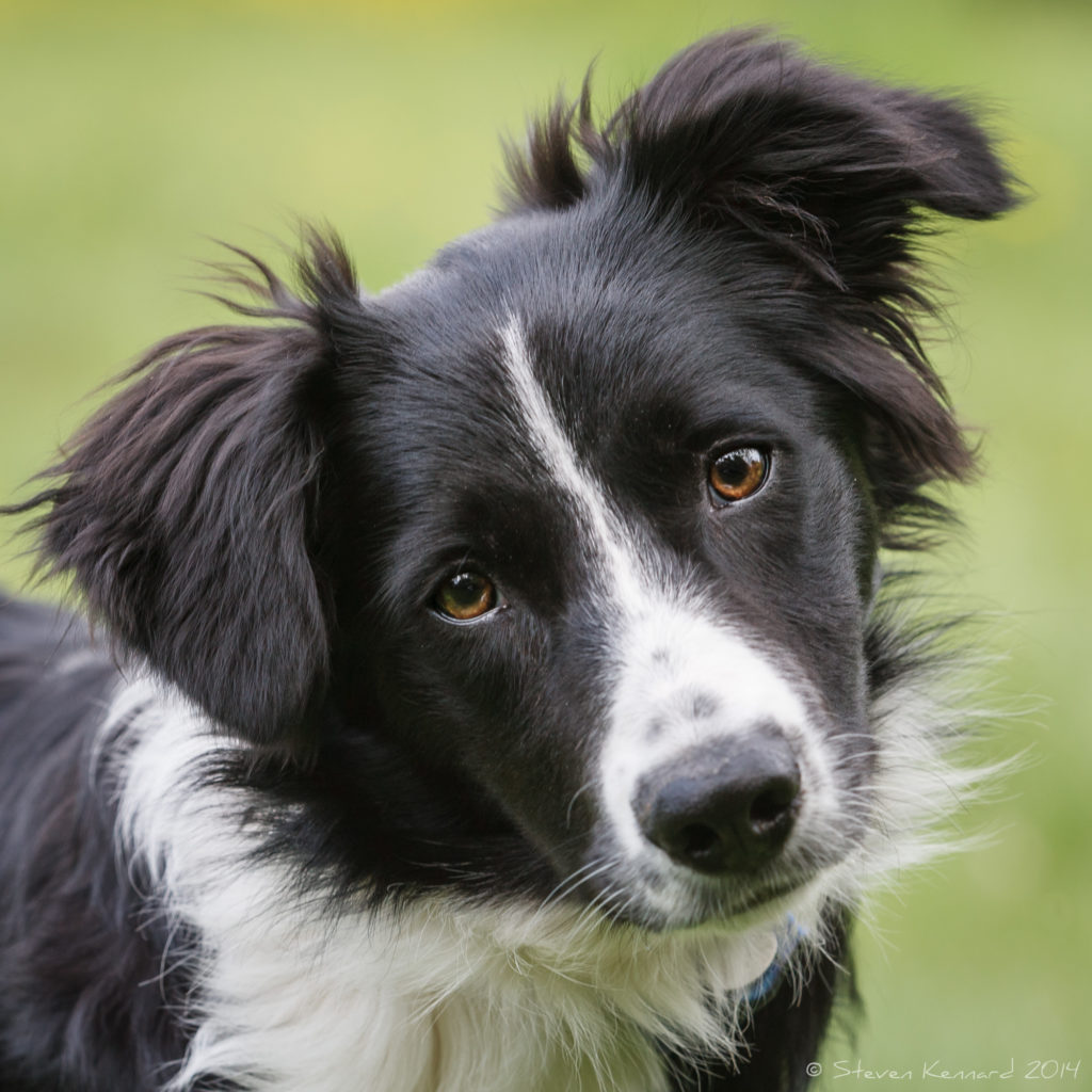 A young border collie is looking at the camera curiously