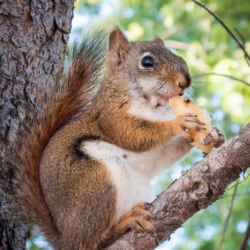 Junk Food Squirrel