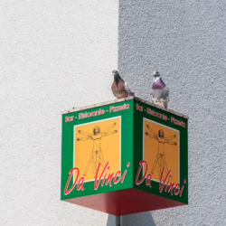 The Da Vinci pigeons