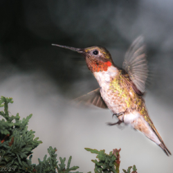 Male Ruby Throated Hummingbird