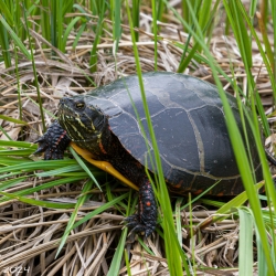Painted Turtle, Kejimkujik Park